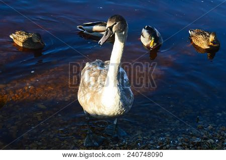 Beautiful Swan And Ducks On River Coast At Spring In East Europe.