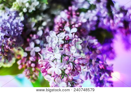 Beautiful Bouquet Of Fragrant Purple Flowers In Blue Ceramics Vase On Light Background. Syringa Vulg