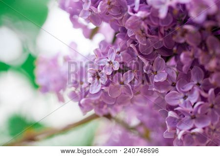 The Real Spring Flowers Of Purple Lilac Close-up