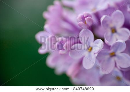 The Real Spring Flowers Of Purple Lilac Close-up