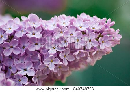 The Real Spring Flowers Of Purple Lilac Close-up