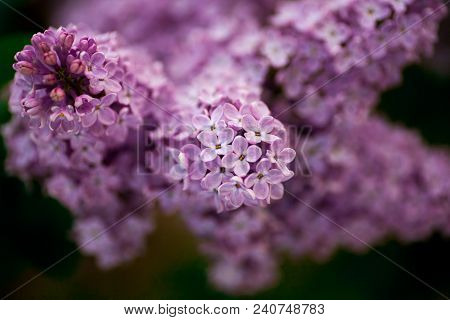 The Real Spring Flowers Of Purple Lilac Close-up