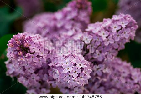 The Real Spring Flowers Of Purple Lilac Close-up