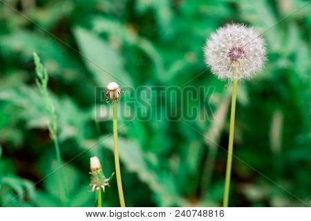 Dandelion Seeds In The Sunlight Blowing Away Across A Fresh Green Background