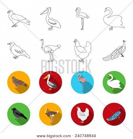 Crow, Ostrich, Chicken, Peacock. Birds Set Collection Icons In Outline, Flat Style Vector Symbol Sto