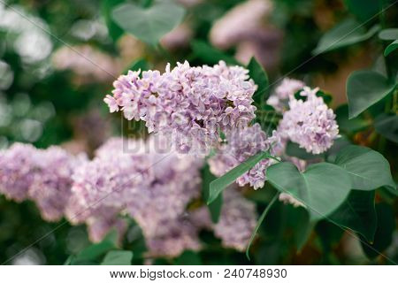 Real Spring Flowers Of Lilac Purple Clusters Hanging On Branches With Green Leaves