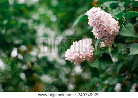 Real Spring Flowers Of Lilac Purple Clusters Hanging On Branches With Green Leaves