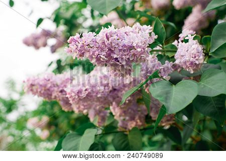 Real Spring Flowers Of Lilac Purple Clusters Hanging On Branches With Green Leaves