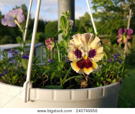 Beautiful Garden Flowers. Pancy Llant In Floral Pot Outdoors.