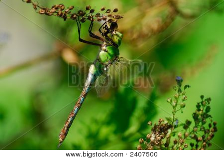 Barevné Dragonfly