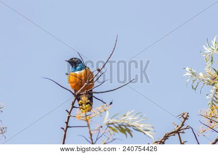 Superb Starling In The Savannah Grassland Of The Amboseli In Kenya