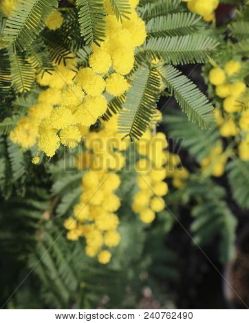 Flowers Of Yellow Mimosa Blossomed In The Spring Symbol Of Universal Love