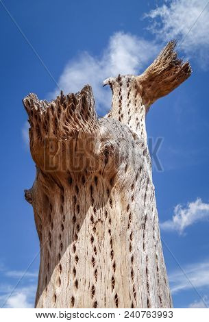 Dry Giant Cactus Detail In The Tilcara Quebrada, Argentina