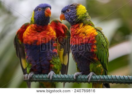 Two Rainbow Lorikeets Perched In An Enclosure.