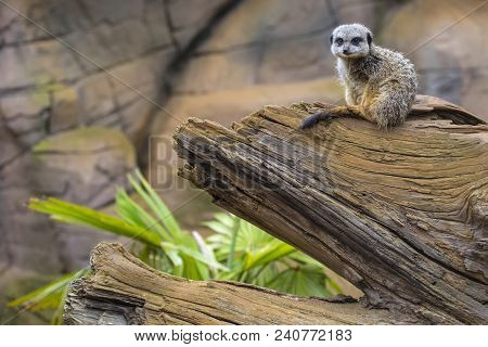 A Meerkat Sitting On A Tree Trunk.