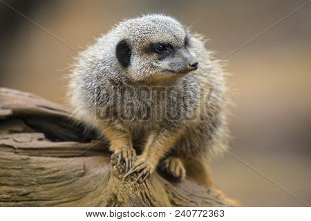 A Meerkat Sitting On A Tree Trunk.