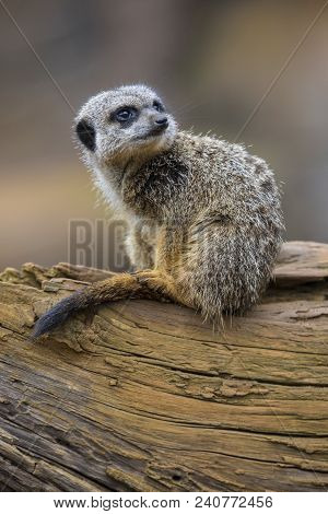 A Meerkat Sitting On A Tree Trunk.
