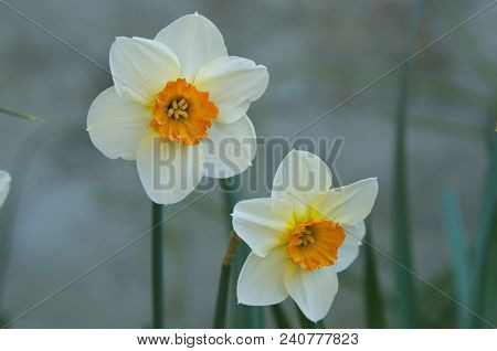 Twins: A Pair Of Narcissus Flowers In Burgundy, France