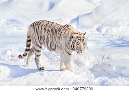 Wild White Bengal Tiger Is Walking On White Snow. Animals In Wildife.