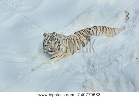 Wild White Bengal Tiger Is Lying On White Snow. Animals In Wildife.