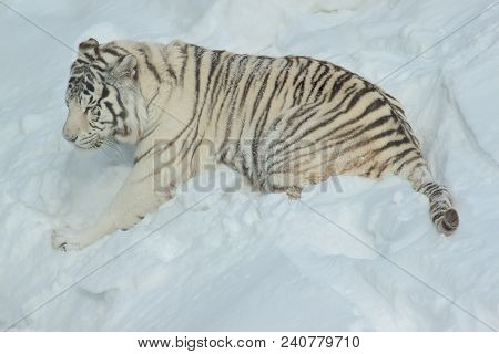 Wild White Bengal Tiger Is Playing On White Snow. Animals In Wildife. Panthera Tigris Tigris.
