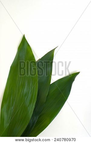 Aspidistra Elatior Variegate Leafe. Decorative Leafe Isolated. White Background.