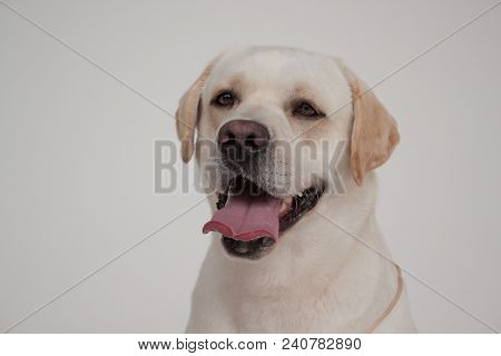 Cute Labrador Retriever Close Up. Pet Animals. Purebred Dog.