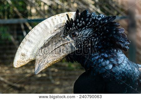 Silvery-cheeked Hornbill In The Zoo At Day Time