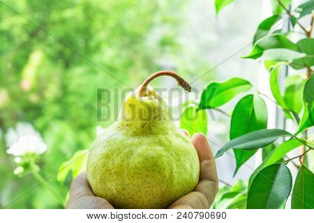 Young Caucasian Woman Holding In Hand Ripe Organic Green Yellowish Pear. Window Green Foliage Nature