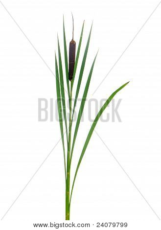 Typha kukka