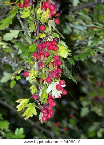 Opknoping bessen