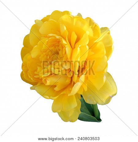 Terry Yellow Tulip Isolated On White Fon