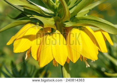 Beautiful Bright Yellow Flowers Hazel Grouse Imperial On A Lawn In A Spring Park Or Garden. Close Up