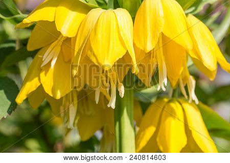 Beautiful Bright Yellow Flowers Hazel Grouse Imperial On A Lawn In A Spring Park Or Garden. Close Up
