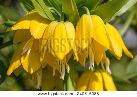 Beautiful Bright Yellow Flowers Hazel Grouse Imperial On A Lawn In A Spring Park Or Garden. Close Up