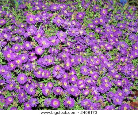 Paarse bloemen