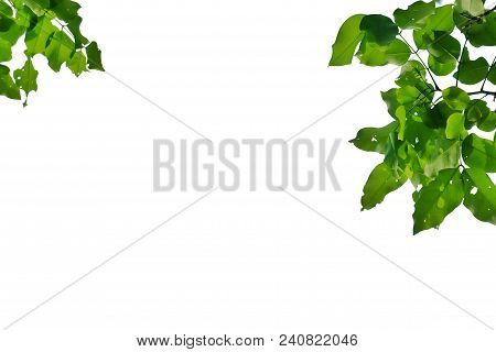 A Tropical Tree Leaves With Branches On White Isolated Background For Green Foliage Backdrop