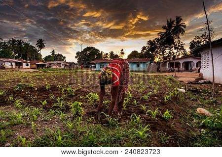 Yongoro, Sierra Leone, West Africa
