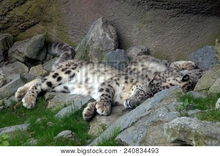 Snow Leopard Uncia Uncia Sleeping On Stone Rocks