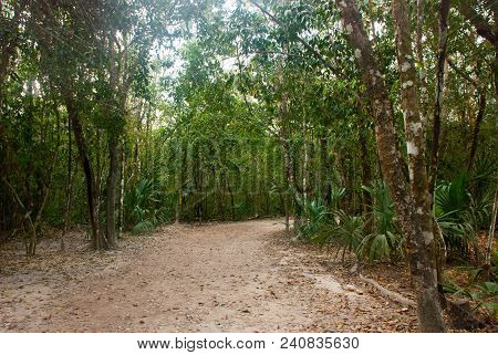 Jungle Trail Bordered By Trees, Leading To The Famous Pyramid In Cobe. Mexico, Yucatan.
