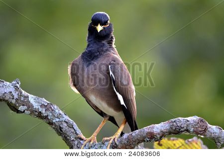 Indische Myna vogel op een boomtak