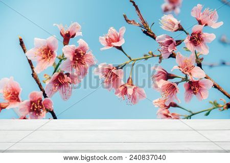 Cherry Blossom Or Sakura Flower Soft Focus And Blur For Background