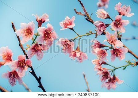 Cherry Blossom Or Sakura Flower Soft Focus And Blur For Background