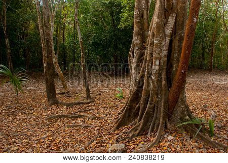 Jungle Trail Bordered By Trees, Leading To The Famous Pyramid In Cobe. Mexico, Yucatan.