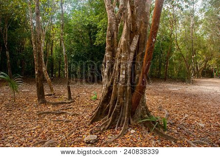 Jungle Trail Bordered By Trees, Leading To The Famous Pyramid In Cobe. Mexico, Yucatan.