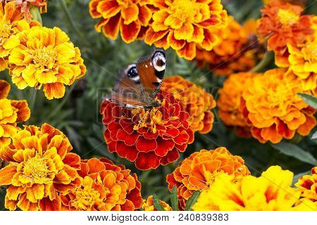 European Peacock (aglais Io) Butterfly Sits On Orange Flower Tagetes, Top View