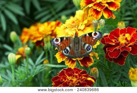 European Peacock (aglais Io) Butterfly Sits On Orange Flower Tagetes, Top View