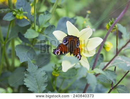 European Peacock (aglais Io) Butterfly Sits On White Flower Dahlia, Top View