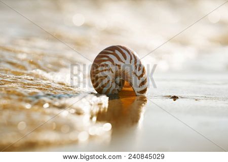 British summer  beach with nautilus pompilius sea shell