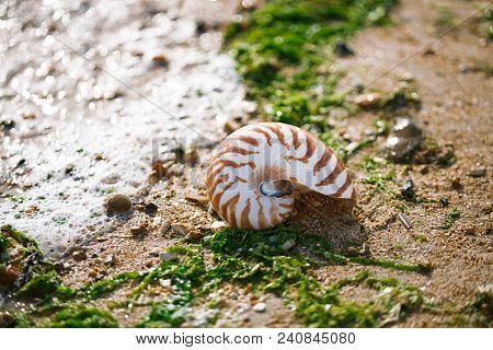 Great British summer pebble beach with nautilus pompilius sea shell